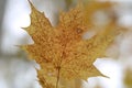 Yellow maple leaf close up