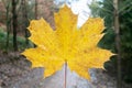 Yellow maple leaf closeup forest colorfull decorative design organic outside