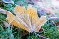 Yellow maple leaf covered with frost, in the woods on the grass_ Royalty Free Stock Photo