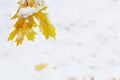 Yellow maple leaf covered ice and frost on blurred blue colored snowy background with copy space. First snow, winter Royalty Free Stock Photo