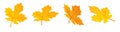 Yellow maple leaf 3d render illustration set - cartoon icon of autumn tree fallen dry foliage in various angles. Royalty Free Stock Photo