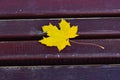 Yellow maple leaf on a dark wooden bench. Yellow wet maple leaf on the wooden bench in the autumn park Royalty Free Stock Photo