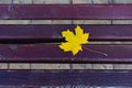 Yellow maple leaf on a dark wooden bench. Yellow wet maple leaf on the wooden bench in the autumn park Royalty Free Stock Photo