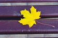 Yellow maple leaf on a dark wooden bench. Yellow wet maple leaf on the wooden bench in the autumn park Royalty Free Stock Photo