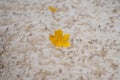 Yellow maple leaf in dirty foam in river water Royalty Free Stock Photo