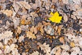 Yellow maple leaf between dried brown oak leaves Royalty Free Stock Photo