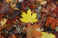 Yellow maple leaf on dry old leaves. Autumn concept, wallpaper background Royalty Free Stock Photo