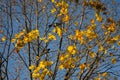 yellow maple leaf fall sky nature raven branches the autumn sun