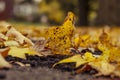 A yellow maple leaf fallen on ground