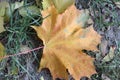 Yellow maple leaf falling to the ground Royalty Free Stock Photo