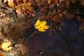 Yellow maple leaf fell into a puddle in autumn Royalty Free Stock Photo