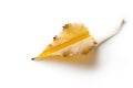 Yellow maple leaf, folded in the form of a paper airplane. Autumn greetings.