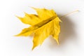 Yellow maple leaf, folded in the form of a paper airplane. Harbinger of autumn.