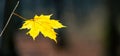 Yellow maple leaf in the forest on a dark background, panorama, copy space. Autumn leaves. Lonely leaf on a tree