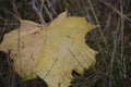 Yellow Maple Leaf on Forest Floor Among Small Plants Royalty Free Stock Photo