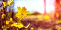 Yellow maple leaf in the forest on a tree in the evening sun Royalty Free Stock Photo