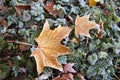 Yellow maple leaf with frost Royalty Free Stock Photo