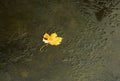 Yellow maple leaf frozen in the frozen river.Horizontal. Royalty Free Stock Photo