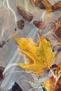 Yellow maple leaf in frozen puddle Royalty Free Stock Photo