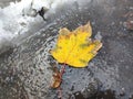 Yellow maple leaf frozen in puddle Royalty Free Stock Photo