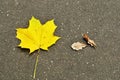 Yellow maple leaf on gray asphalt. A large maple leaf next to dry oak leaves.
