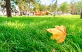 Yellow maple leaf on green grass in city park, late summer and early autumn season, beautiful nature, trees and lawn, children`s Royalty Free Stock Photo