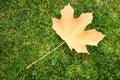 Yellow maple leaf on the green grass. Royalty Free Stock Photo