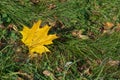 Yellow maple leaf on green grass Royalty Free Stock Photo