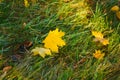 Yellow maple leaf on green lawn on sunny autumn day Royalty Free Stock Photo