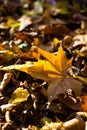 Yellow maple leaf on the ground at Josaphat Park in Brussels Royalty Free Stock Photo