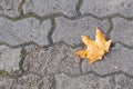 A yellow maple leaf that had fallen Royalty Free Stock Photo