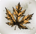 Yellow maple leaf, hand-drawing. Vector illustrati