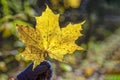 Yellow maple leaf in hand. Hand holds yellow-red maple leaf on background of autumn forest Royalty Free Stock Photo