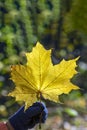 Yellow maple leaf in hand. Hand holds yellow-red maple leaf on background of autumn forest Royalty Free Stock Photo