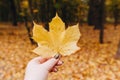 Yellow maple leaf in hand with nature in background. Colorful maple leave. Useful as seasonal autumn background Royalty Free Stock Photo