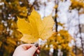 Yellow maple leaf in hand with nature in background. Colorful maple leave. Useful as seasonal autumn background Royalty Free Stock Photo