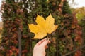 Yellow maple leaf in hand with nature in background. Colorful maple leave. Useful as seasonal autumn background Royalty Free Stock Photo
