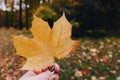 Yellow maple leaf in hand with nature in background. Colorful maple leave. Useful as seasonal autumn background Royalty Free Stock Photo