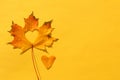 A yellow maple leaf with a heart carved in the middle lies on an isolated background. Royalty Free Stock Photo