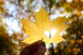 Yellow maple leaf with heart and sun glare in woman's hand against autumn foliage in park. Autumn mood, selective