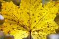 Yellow maple leaf. Holds yellow-red maple leaf on background of autumn forest Royalty Free Stock Photo