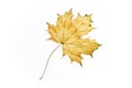 Yellow maple leaf isolate on white, natural color, dry yellowed autumn fallen maple leaf Royalty Free Stock Photo