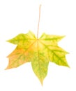 Yellow maple leaf isolated Royalty Free Stock Photo