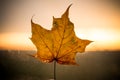 Yellow maple leaf isolated on the sunset background. Seasonal autumn theme. October concept. Royalty Free Stock Photo