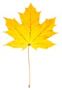 Yellow maple leaf isolated on a white