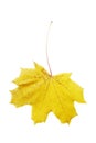Yellow maple leaf isolated on white background Royalty Free Stock Photo