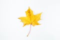 Yellow maple leaf isolated on white background. Autumn fallen leaves. Royalty Free Stock Photo