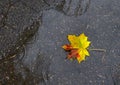 Yellow maple leaf lies on the asphalt in a puddle after rain. Concept for the autumn season and the approaching cold and winter, Royalty Free Stock Photo