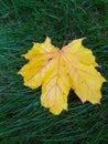 A yellow maple leaf lies on the green grass. Royalty Free Stock Photo