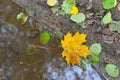Yellow maple leaf lies on ground in a puddle after rain. Concept for the autumn season and the approaching cold and winter, Royalty Free Stock Photo